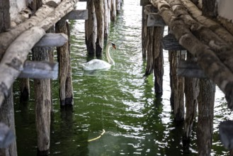 A swan swims under wooden stakes in greenish water, Lake Dwellings Unteruhldingen Open-Air Museum