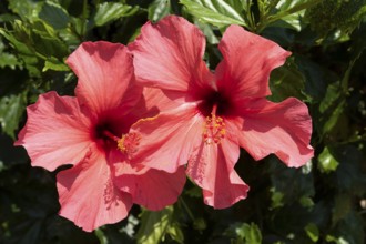 Hibiscus (Hibiscus), close-up of red flowers in front of green vegetation, national flower of