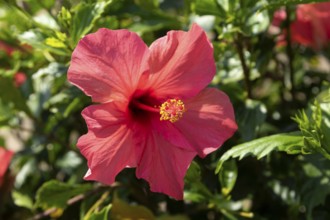 Hibiscus (Hibiscus), close-up of a red blossom in front of green vegetation, national flower of