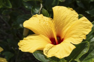 Hibiscus (Hibiscus), close-up of a yellow flower in front of green vegetation, national flower of