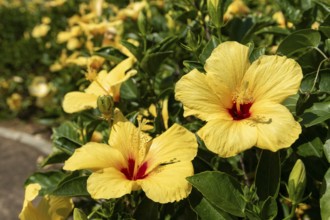 Hibiscus (Hibiscus), close-up of yellow flowers in front of green vegetation, national flower of