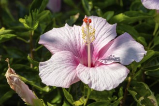 Hibiscus (Hibiscus), close-up of a pink flower in front of green vegetation, national flower of