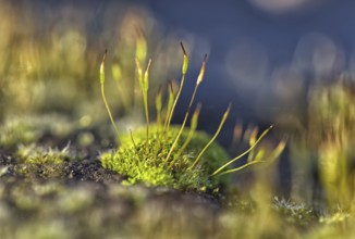 Close-up of moss sprouts in fresh green with blur, Krefeld