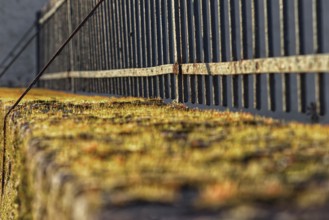 Moss-covered stone wall with parallel iron fence, Krefeld