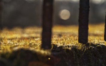 Moss in warm sunlight in front of blurred background with fence, Krefeld