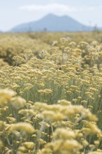 Cultivation of the Curry plant (Helichrysum italicum), also known as Italian immortelle or curry