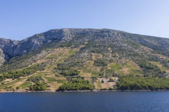 View of vineyards from the sea, Ivan Dolac, island of Hvar, Dalmatia, Croatia