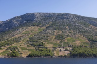 View of vineyards from the sea, Ivan Dolac, island of Hvar, Dalmatia, Croatia