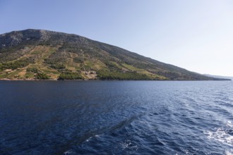 View from the sea of vineyards on the coast of the island of Hvar, near Ivan Dolac, Hvar, Dalmatia,