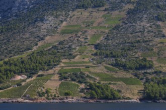 View from the sea of vineyards on the coast of the island of Hvar, near Ivan Dolac, Hvar, Dalmatia,