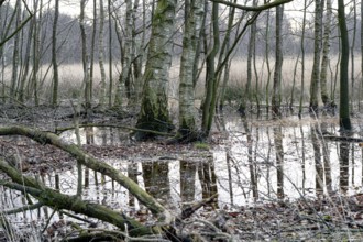 Birch swamp forest, birch bog forest, forest with high water level, Lower Saxony, Germany