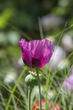 Purple poppy flower (Papaver), MÃ¼nsterland, North Rhine-Westphalia, Germany