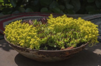 Sedum species in a bowl, North Rhine-Westphalia, Germany