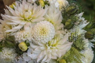 Small bouquet with white dahlias, North Rhine-Westphalia, Germany