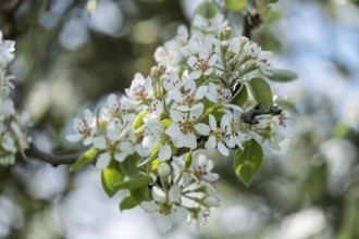 Blossoms of the pear tree (Pyrus), MÃ¼nsterland, North Rhine-Westphalia, Germany