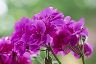 Geranium blossoms, pelargoniums, MÃ¼nsterland, North Rhine-Westphalia, Germany