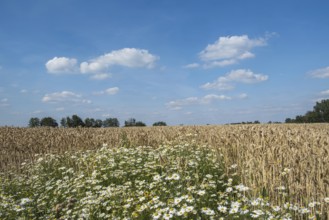 A rural scene with a blue sky, clouds and a wheat field, chamomile in the foreground, MÃ¼nsterland,