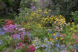 Flower bed in spring with azaleas and bulbous plants, North Rhine-Westphalia, Germany