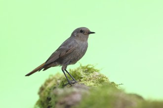 Black redstart (Phoenicurus ochruros), female on a moss-covered tree stump in a garden, Wilnsdorf,