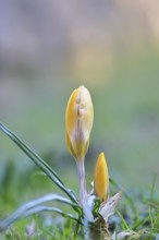 Yellow crocuses (Crocus sp.) on a lawn in the garden, Wilnsdorf, North Rhine-Westphalia, Germany