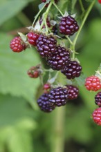Blackberries (Rubus fruticosus), unripe and ripe fruit on a bush in a forest, Wilnsdorf, North