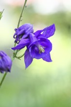 Columbine (Aquilegia vulgaris), blue flower at the edge of a forest, Wilnsdorf, North