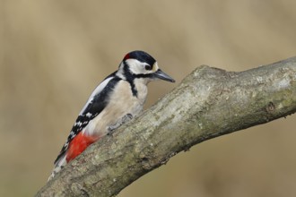 Great spotted woodpecker (Dendrocopos major), male, sitting on a branch, Wilnsdorf, North