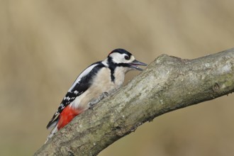 Great spotted woodpecker (Dendrocopos major), male, sitting on a branch, Wilnsdorf, North