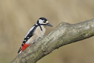 Great spotted woodpecker (Dendrocopos major), male, sitting on a branch, Wilnsdorf, North