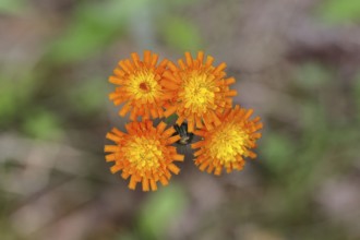 Orange hawkweed, orange-red hawkweed (Hieracium aurantiacum), flower on a rough meadow, close-up,