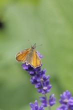 Large skipper (Ochlodes venatus), collecting nectar from a flower of Common lavender (Lavandula