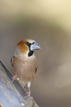 Hawfinch (Coccothraustes coccothraustes), male, sitting at a feeder in the garden, wildlife,