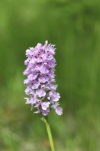 Moorland spotted orchid (Dactylorhiza maculata), inflorescence, close-up, Wilnsdorf, North