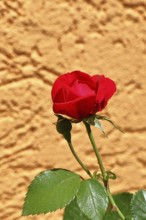 Rose (Rosa sp.), red blossom in a garden, Wilnsdorf, North Rhine-Westphalia, Germany