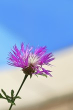 Meadow knapweed or common knapweed (Centaurea jacea), flower, Wilnsdorf, North Rhine-Westphalia,