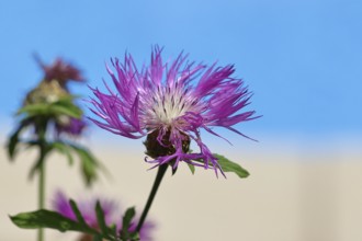 Meadow knapweed or common knapweed (Centaurea jacea), flower, Wilnsdorf, North Rhine-Westphalia,