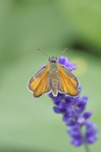 Large skipper (Ochlodes venatus), collecting nectar from a flower of Common lavender (Lavandula