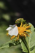 Lemon butterfly (Gonepteryx rhamny) landing on a yellow flower of a Great Telekie (Telekia