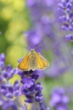 Large skipper (Ochlodes venatus), collecting nectar from a flower of Common lavender (Lavandula