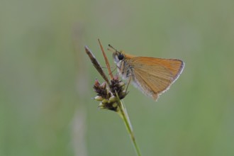 Large skipper (Ochlodes sylvanus, Augiades sylvanus), resting on a blade of grass in a meadow,