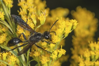 Long-stemmed digger wasp (Isodontia mexicana) with transparent wings on yellow Solidago canadensis