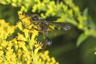 Long-stemmed digger wasp (Isodontia mexicana) on yellow flowers of Solidago canadensis in profile,
