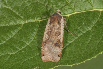 House moth (Noctua pronuba) on a green leaf with veins visible, Baden-WÃ¼rttemberg, Germany