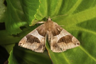 Dark brown bramble owl (Dysgonia algira) on a green leaf, Baden-WÃ¼rttemberg, Germany