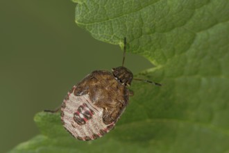 Spring tree bug (Peribalus strictus) in the fifth larval stage with patterned carapace on green