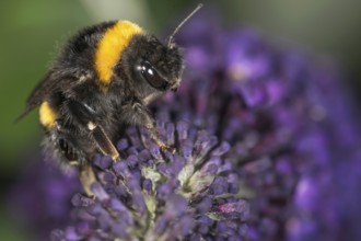 Large earth bumblebee (Bombus terrestris) on purple flower panicle of butterfly bush (Buddleja) in