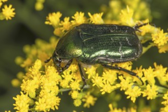 Marbled rose chafer (Liocola lugubris) on yellow flowers of Solidago canadensis (Solidago