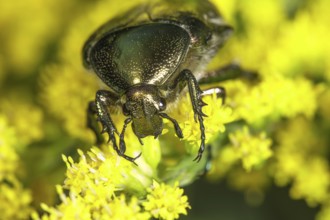 Portrait of marbled rose chafer (Liocola rubris with green shimmer on Solidago canadensis (Solidago