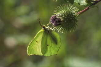Light green butterfly, lemon butterfly (Gonepteryx rhamni) on fruit of Greater burdock in
