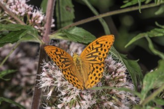Male emperor cloak (Argynnis paphia) on flowers of water eupatorium (Eupatorium),